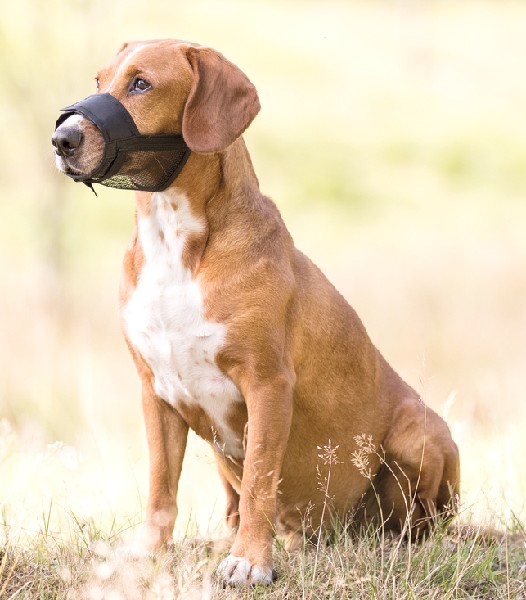 HUNDE MAULKORB,S-M