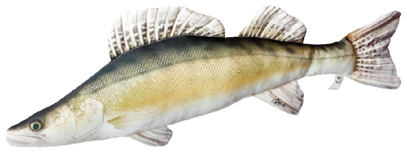 PL.ZANDER,CA.77CM