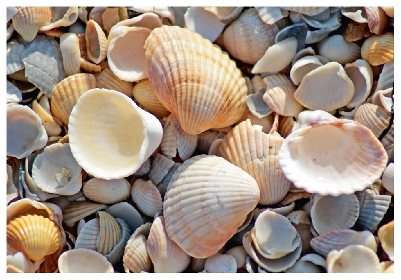 MAGN.MUSCHELN AM STRAND