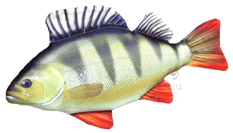 PL.BARSCH,CA. 50CM