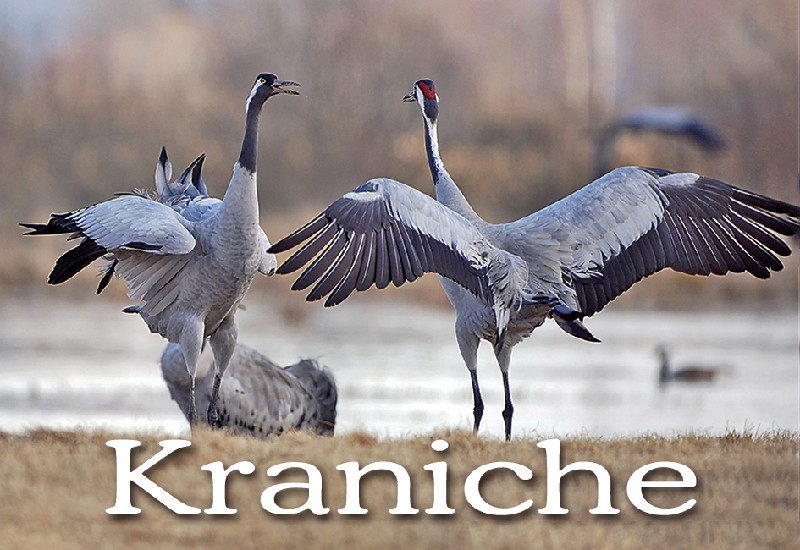 MAGN.KRANICHE