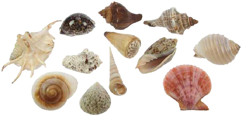MUSCHELSORTIMENT 8-16 CM