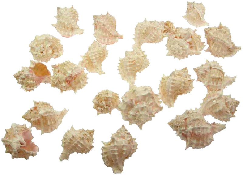 MUREX PINK 1 KILO