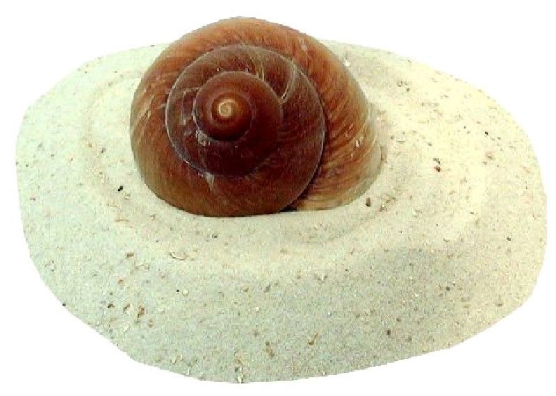 LANDSCHNECKE JUMBO/BRAUN