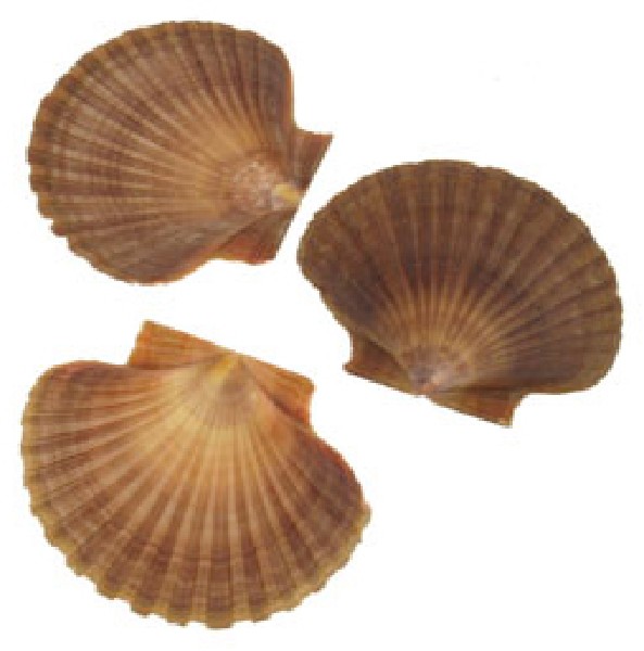 PECTEN FLACH 8X6,5CM