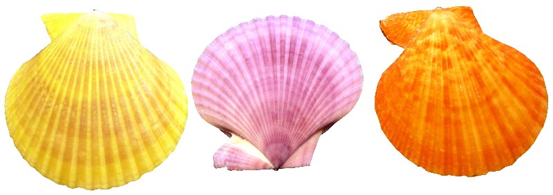 PECTEN NOBILIS,BUNT,PAAR