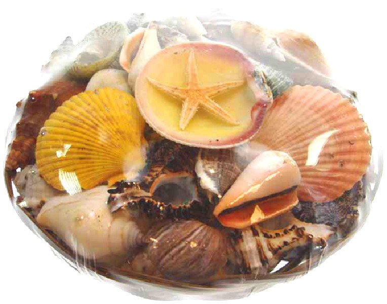 MUSCHELKORB CA. 20 CM