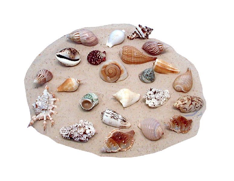MUSCHELN SORT.LOSE 5-6CM
