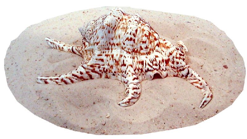 MUSCHEL L.CHIRAGRA 18-22