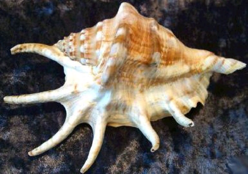 LAMBIS LAMBIS 13CM+GRÖßER