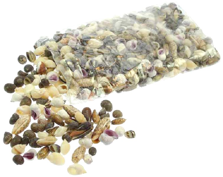 MUSCHELWARE 1-2CM, 1 KILO