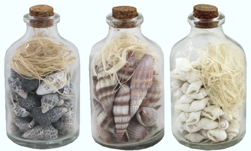 GLASFL.+MUSCHELN 7CM,3FA