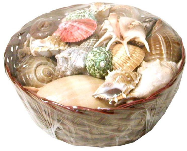 MUSCHELKORB 50TLG 8-16CM